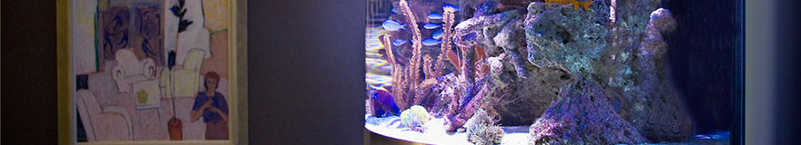 custom fresh salt water aquariums
